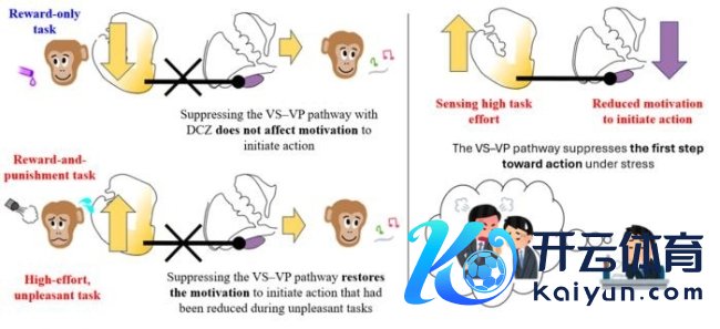 科学家找到不念念干活的原因：大脑中存在“能源刹车”